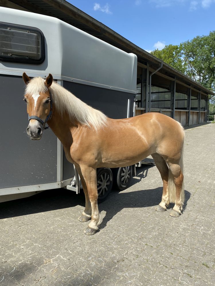 Haflingerlehrgang05.22_0005