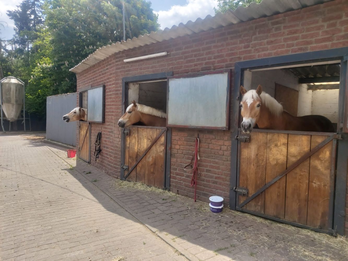 Haflingerlehrgang05.22_0011