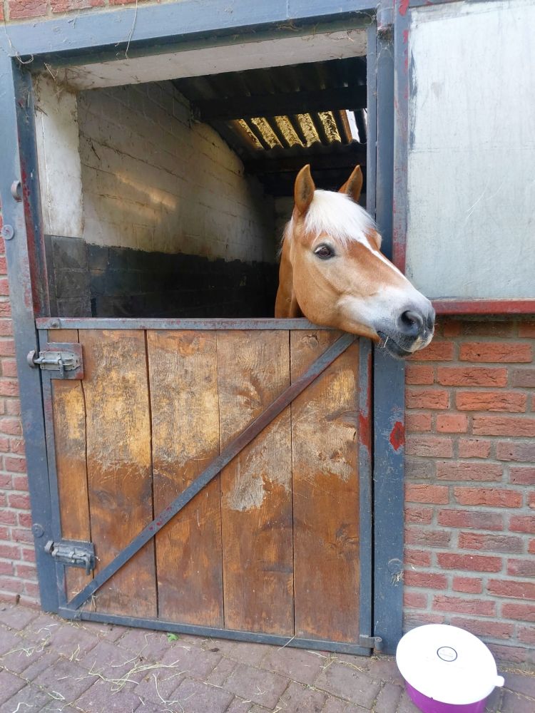 Haflingerlehrgang05.22_0013