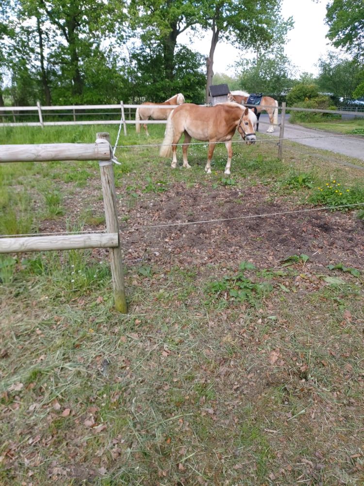 Haflingerlehrgang05.22_0014