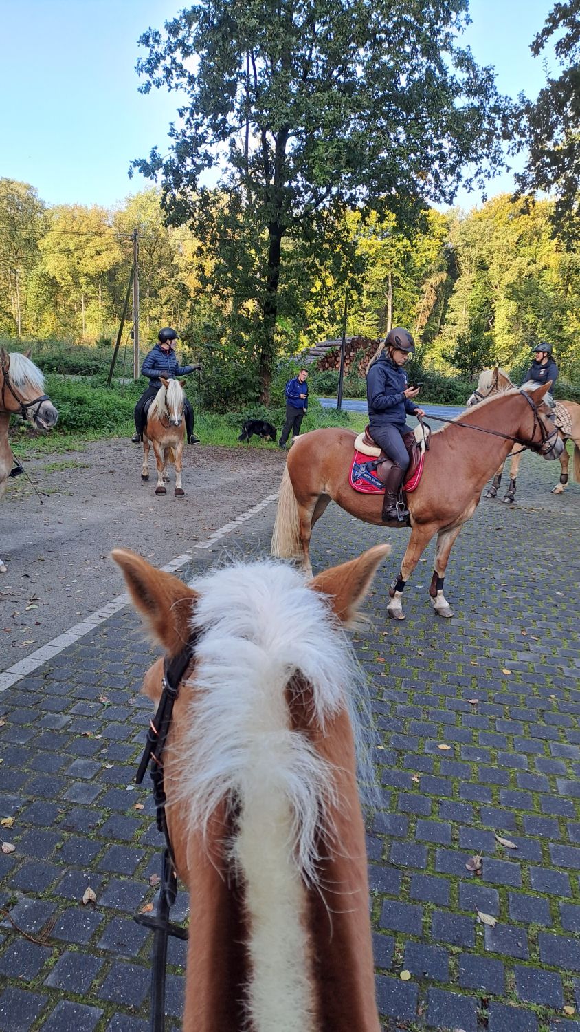 Haflingerausritt_HoheMark2023_0005