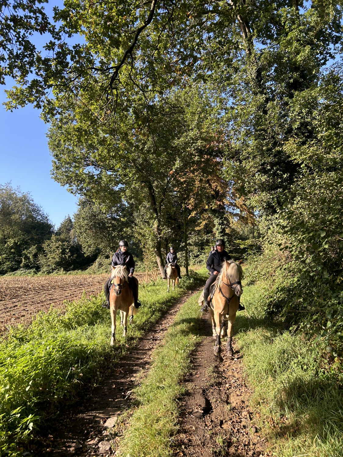 Haflingerausritt_HoheMark2023_0010