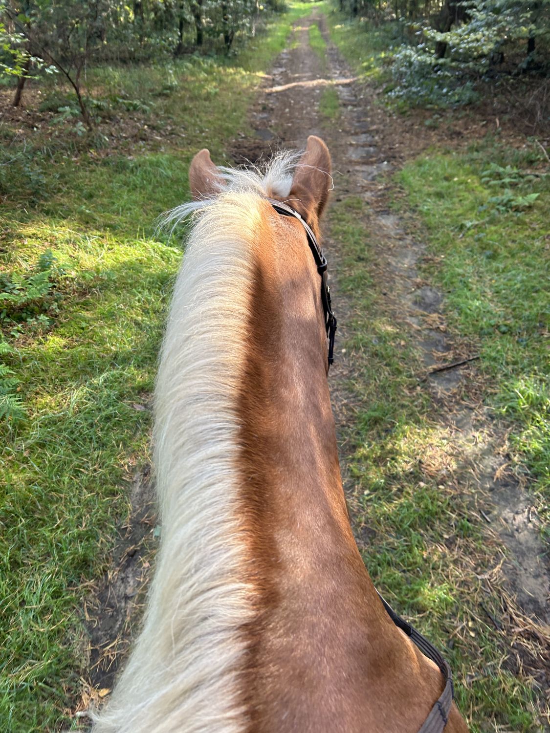 Haflingerausritt_HoheMark2023_0016