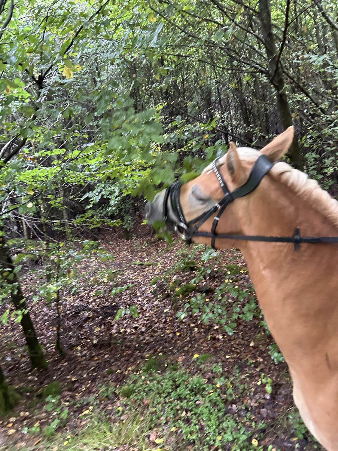 Ausritt Melle24_0003