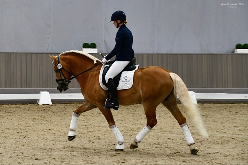 Hengstschau2024_0004