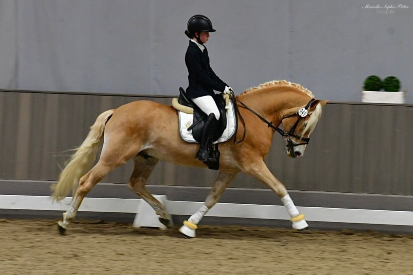 Hengstschau2024_0008