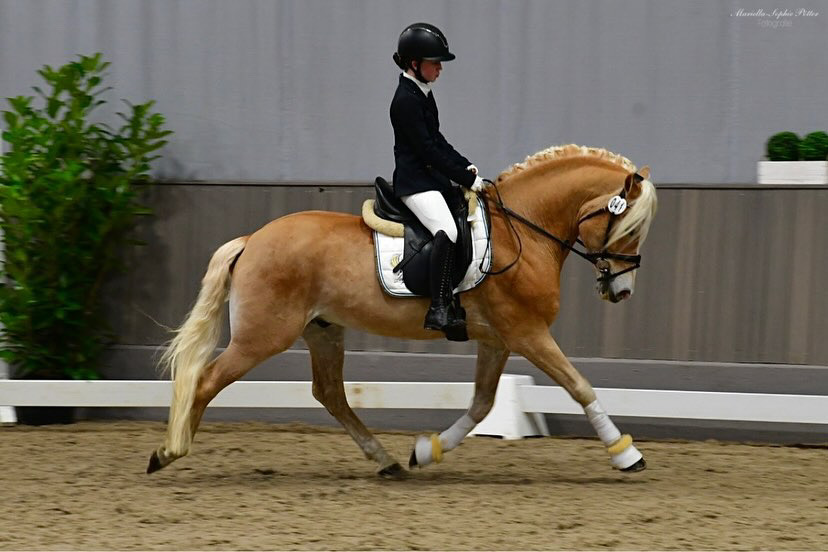 Hengstschau2024_0009