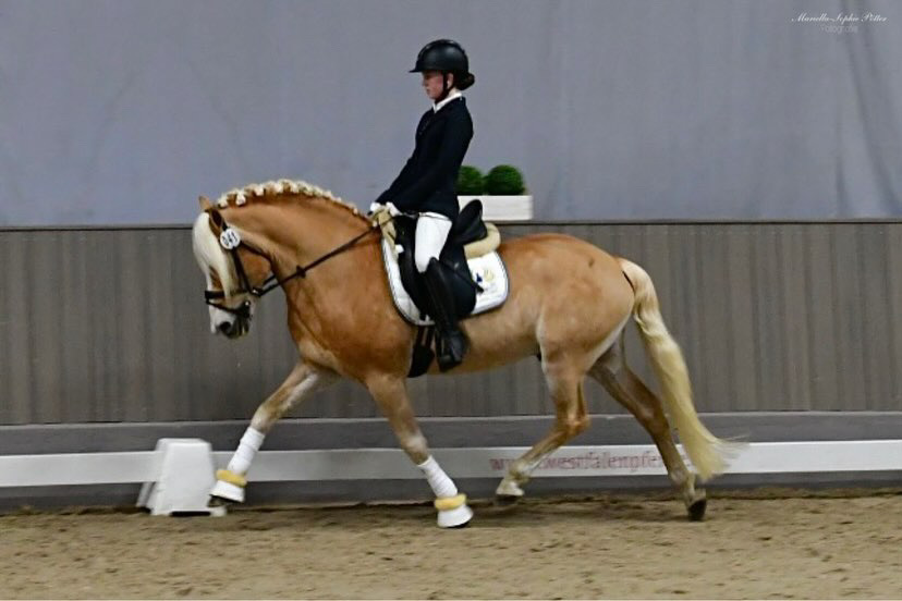 Hengstschau2024_0011