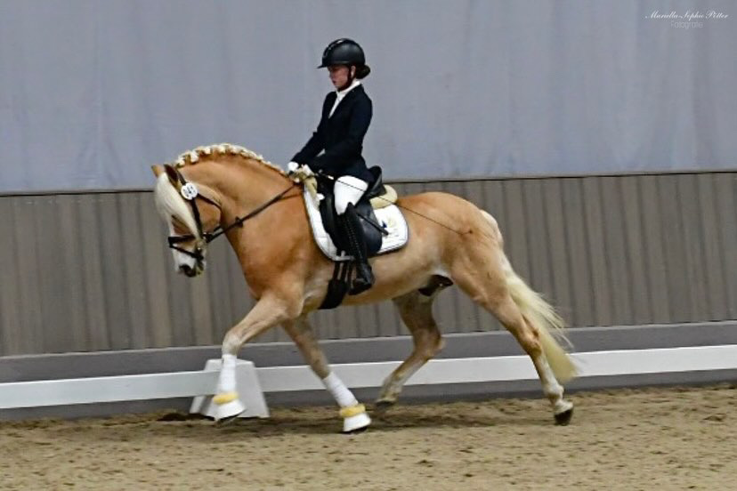 Hengstschau2024_0012