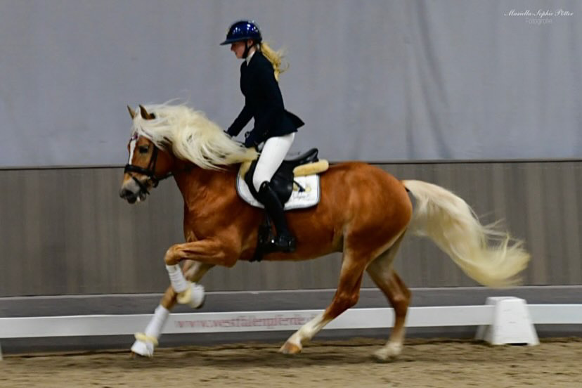 Hengstschau2024_0014