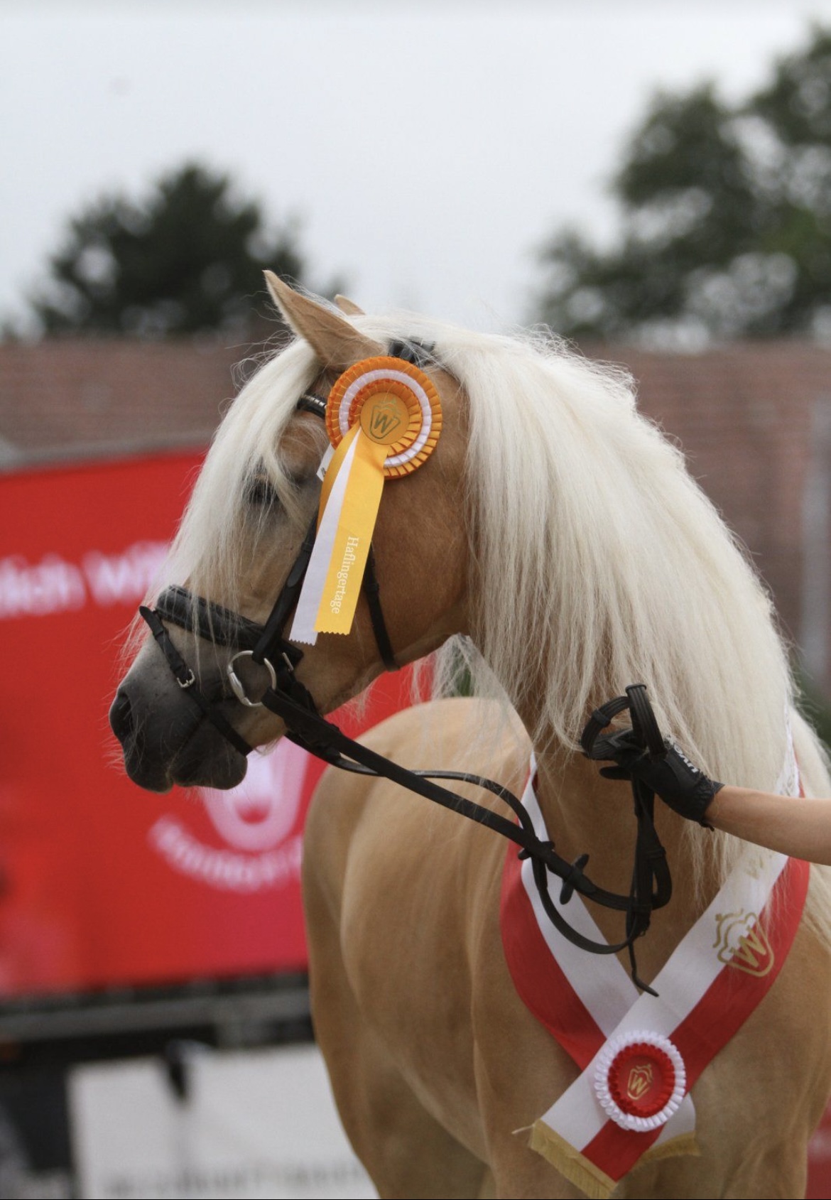 Stella_Siegerstute Edelbluthaflinger Handorf 2025_001