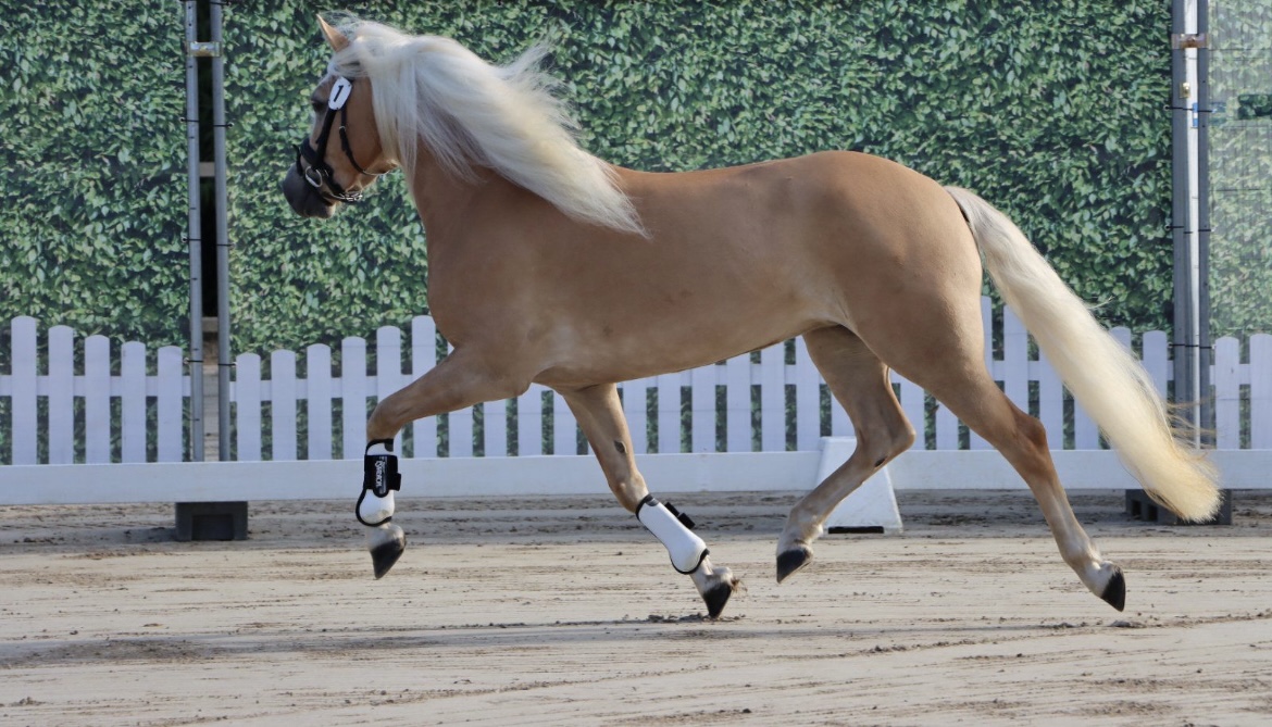 Stella_Siegerstute Edelbluthaflinger Handorf 2025_003