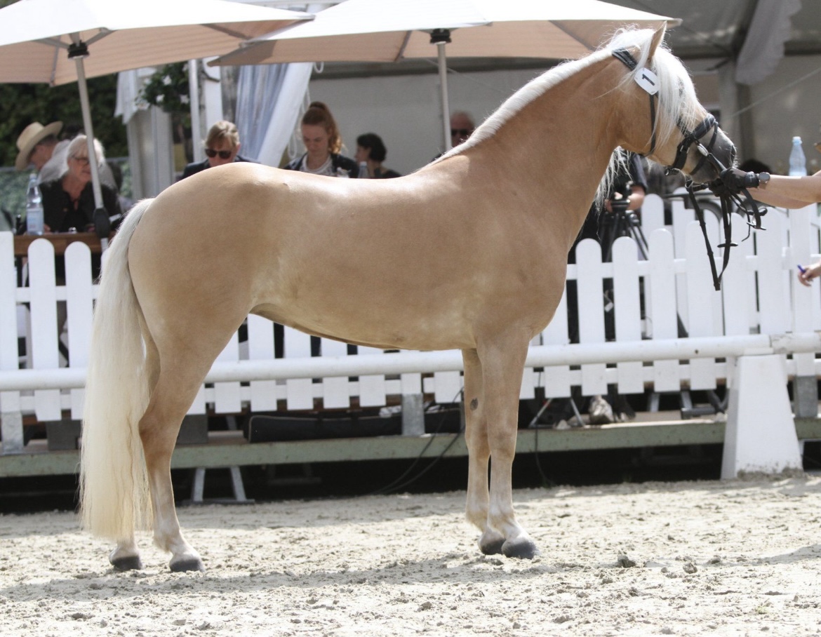 Stella_Siegerstute Edelbluthaflinger Handorf 2025_004