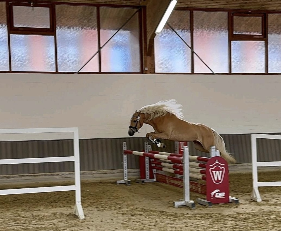 Stella_Siegerstute Edelbluthaflinger Handorf 2025_005