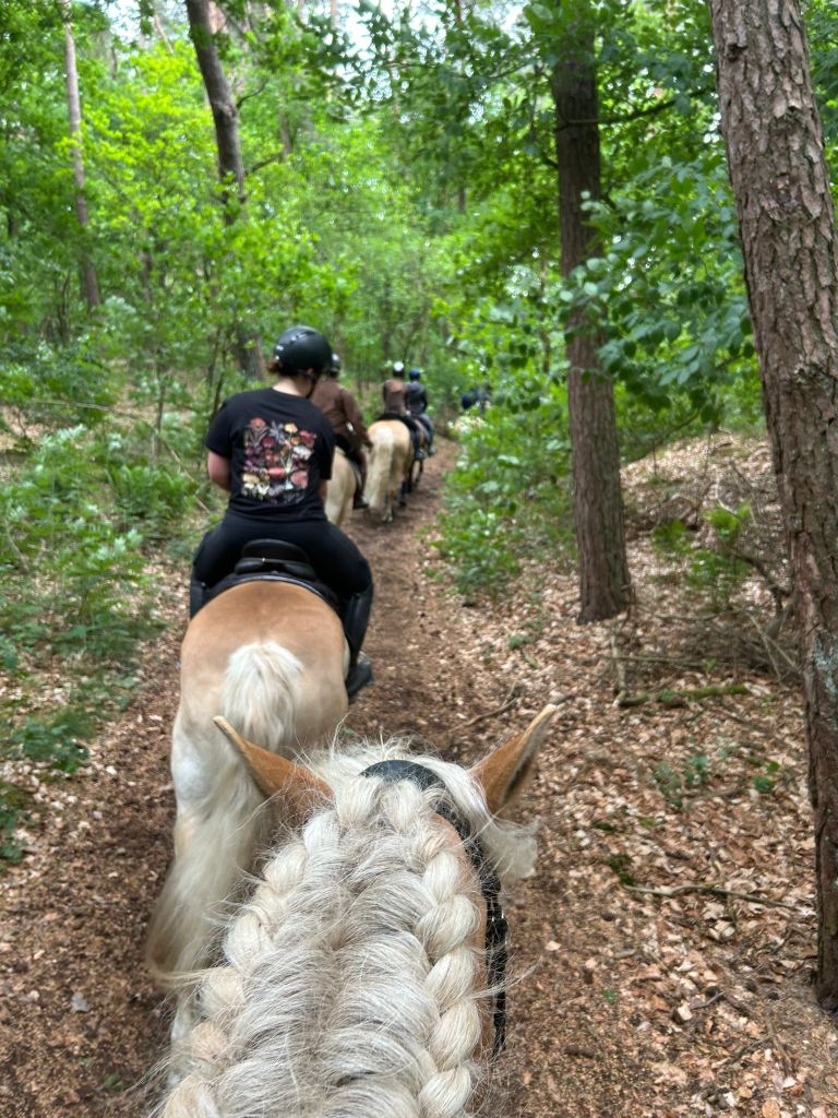 Haflingerausritt_Saerbeck2025_0013