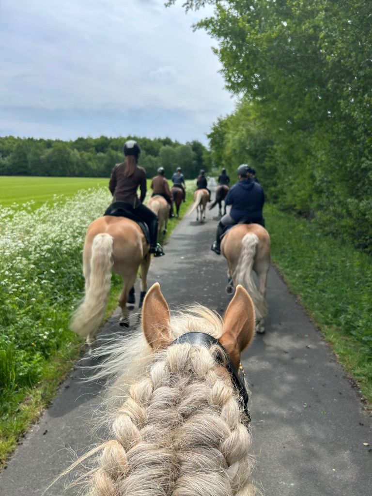 Haflingerausritt_Saerbeck2025_0015