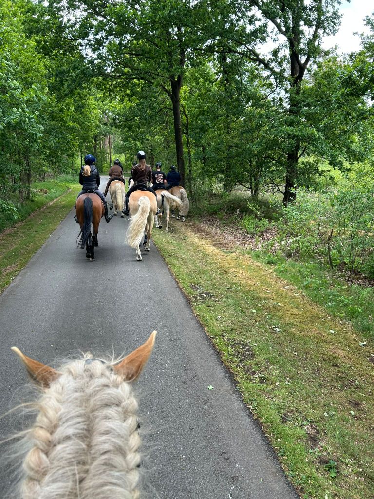 Haflingerausritt_Saerbeck2025_0018