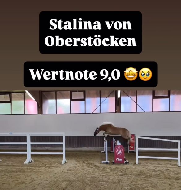 Stutenleistungspr&uuml;fung25_001