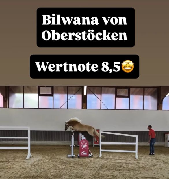 Stutenleistungspr&uuml;fung25_002