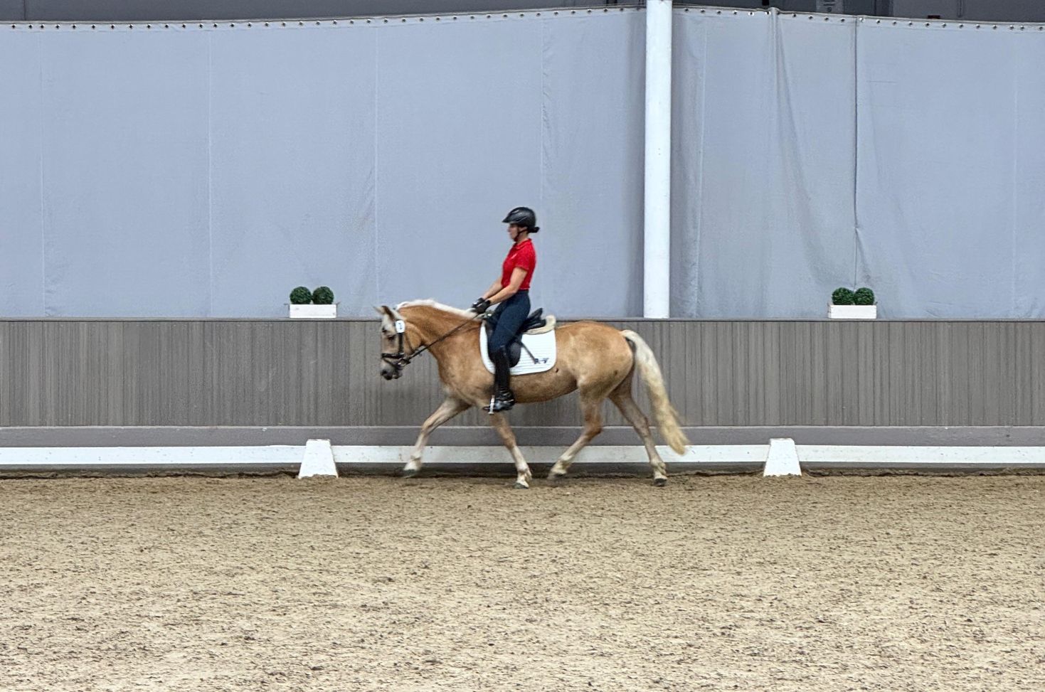 Stutenleistungspr&uuml;fung25_003