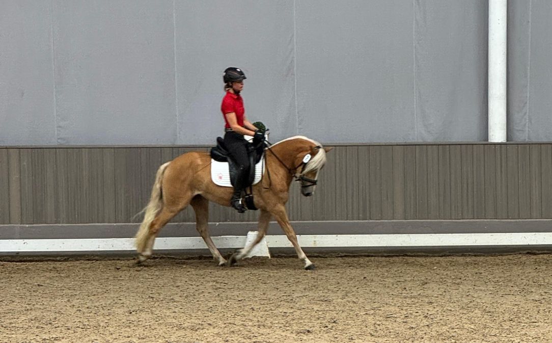 Stutenleistungspr&uuml;fung25_004