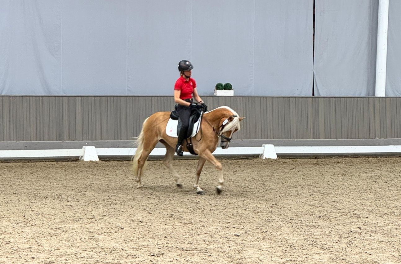 Stutenleistungspr&uuml;fung25_005