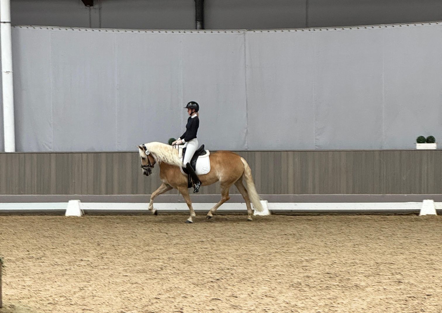 Stutenleistungspr&uuml;fung25_009