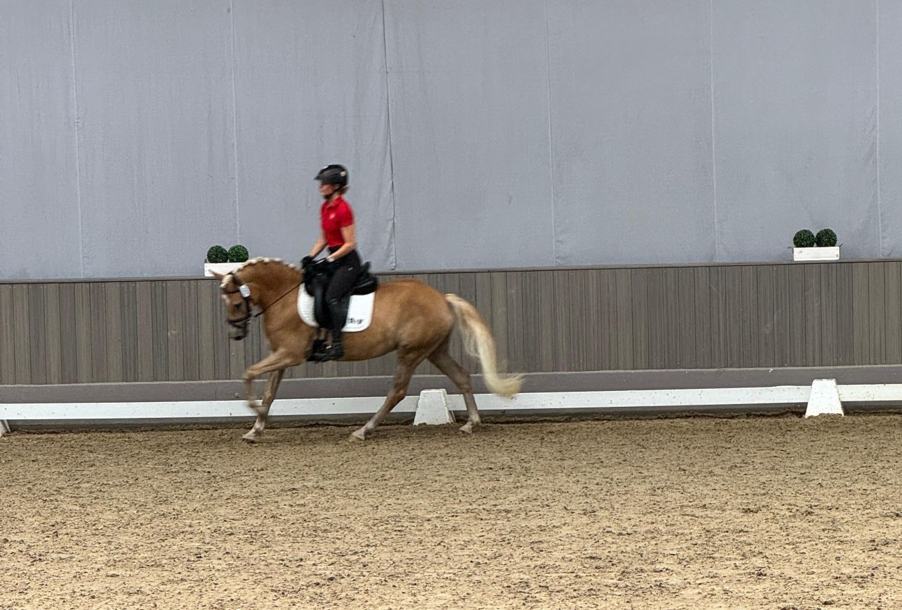 Stutenleistungspr&uuml;fung25_010