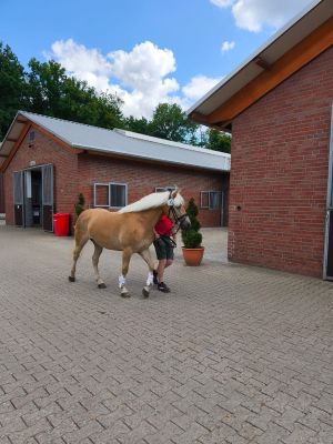 Stutenleistungspr&uuml;fung25_012