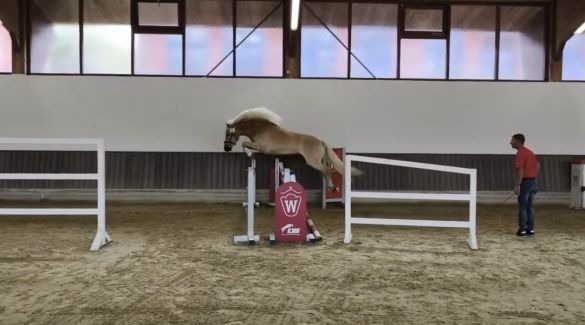 Stutenleistungspr&uuml;fung25_015