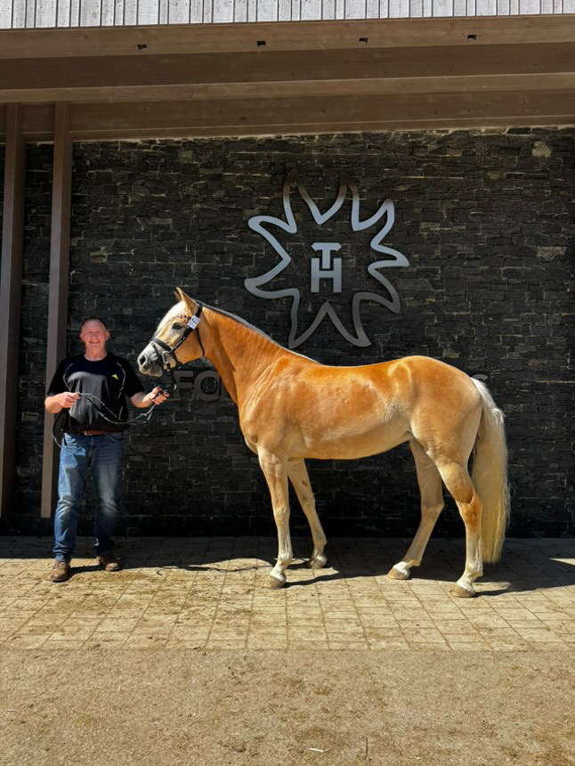 Haflinger Weltausstellung Ebbs 2025_005