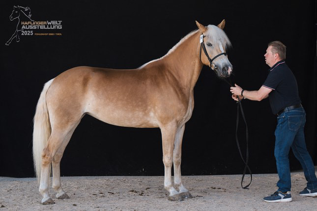Haflinger Weltausstellung Ebbs 2025_006