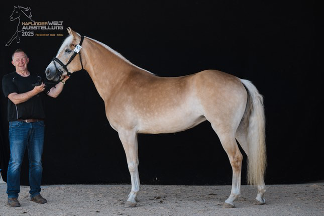 Haflinger Weltausstellung Ebbs 2025_007