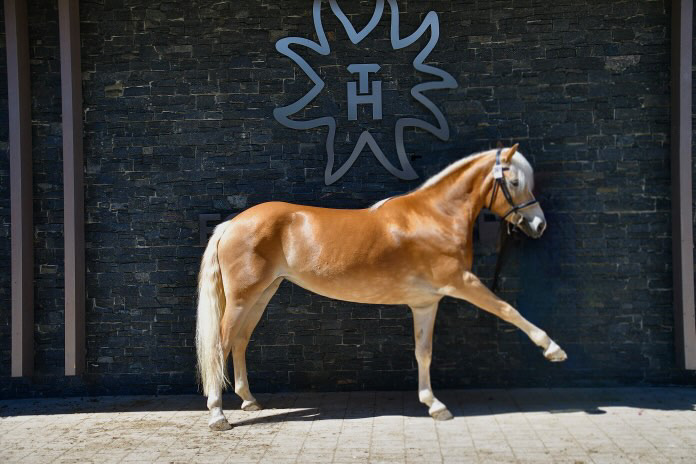 Haflinger Weltausstellung Ebbs 2025_009