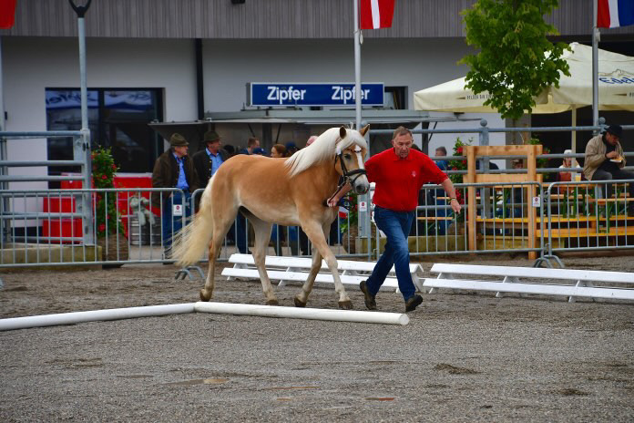 Haflinger Weltausstellung Ebbs 2025_011