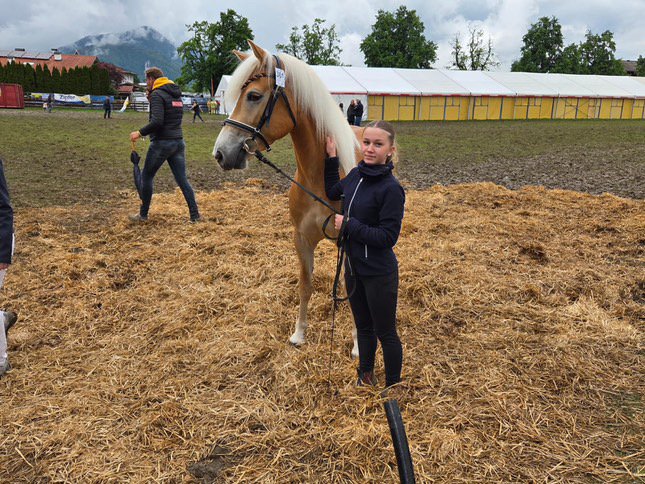 Haflinger Weltausstellung Ebbs 2025_012