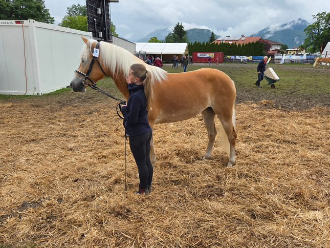Haflinger Weltausstellung Ebbs 2025_013