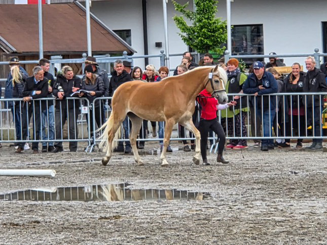 Haflinger Weltausstellung Ebbs 2025_014