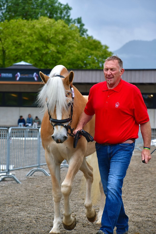 Haflinger Weltausstellung Ebbs 2025_015