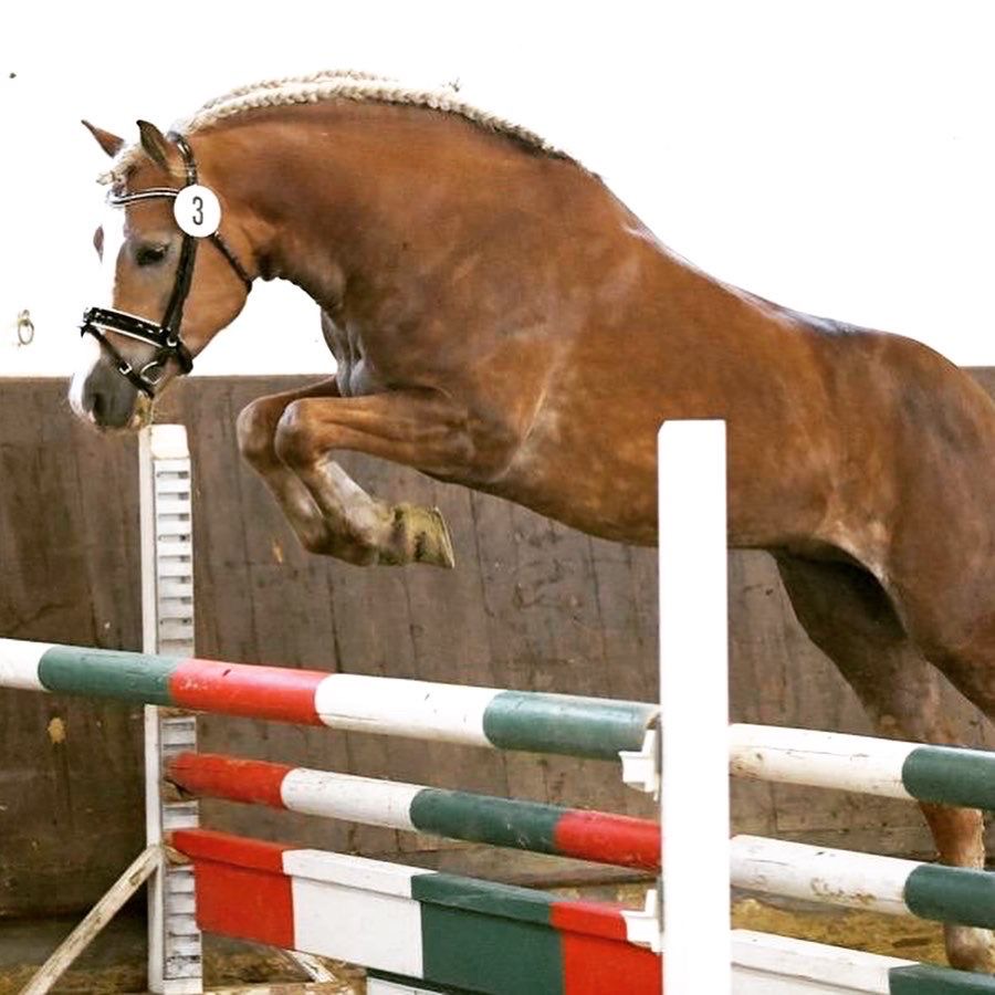 Haflingerhengst Witali_002