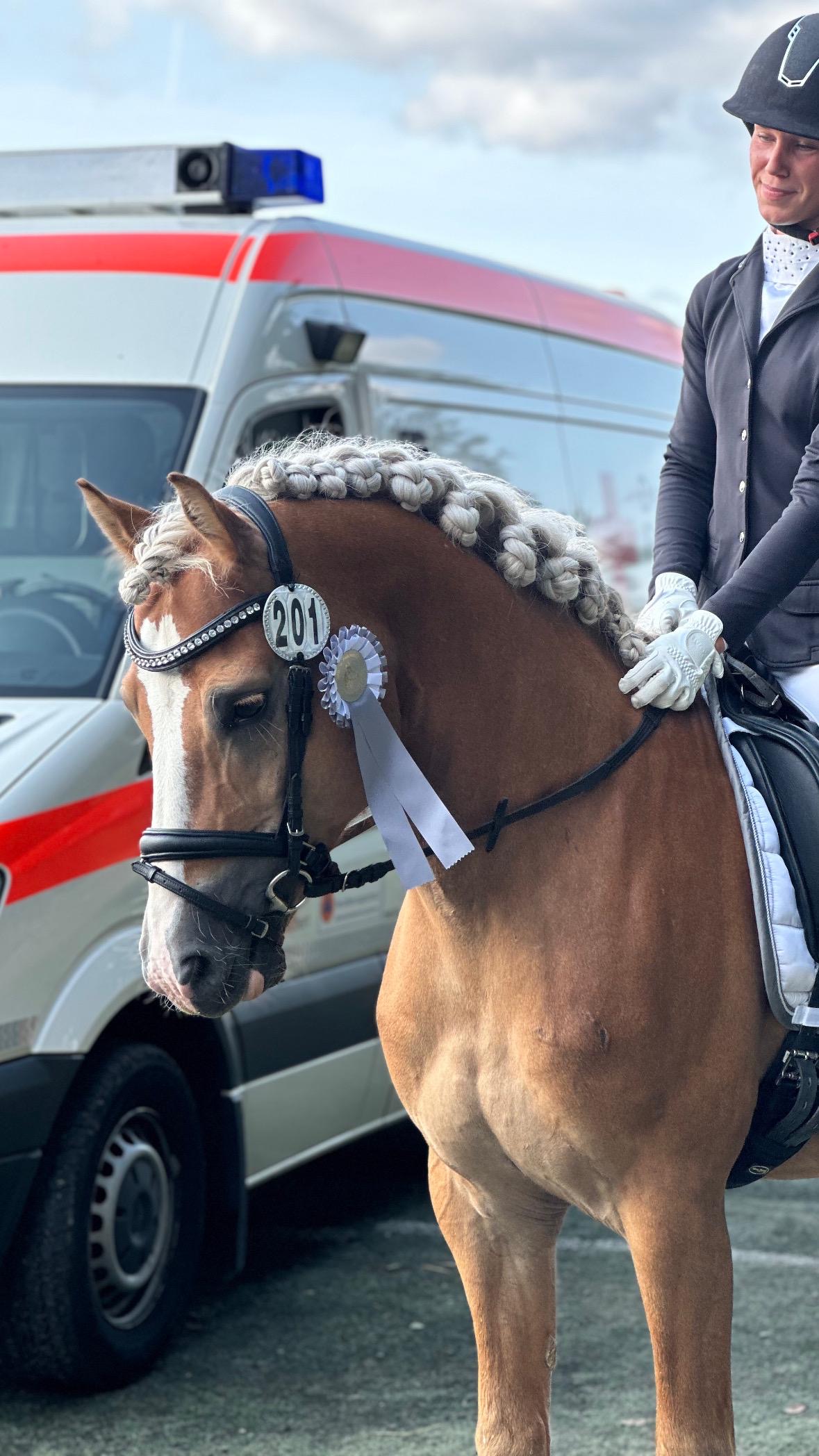 Haflingerhengst Witali_012