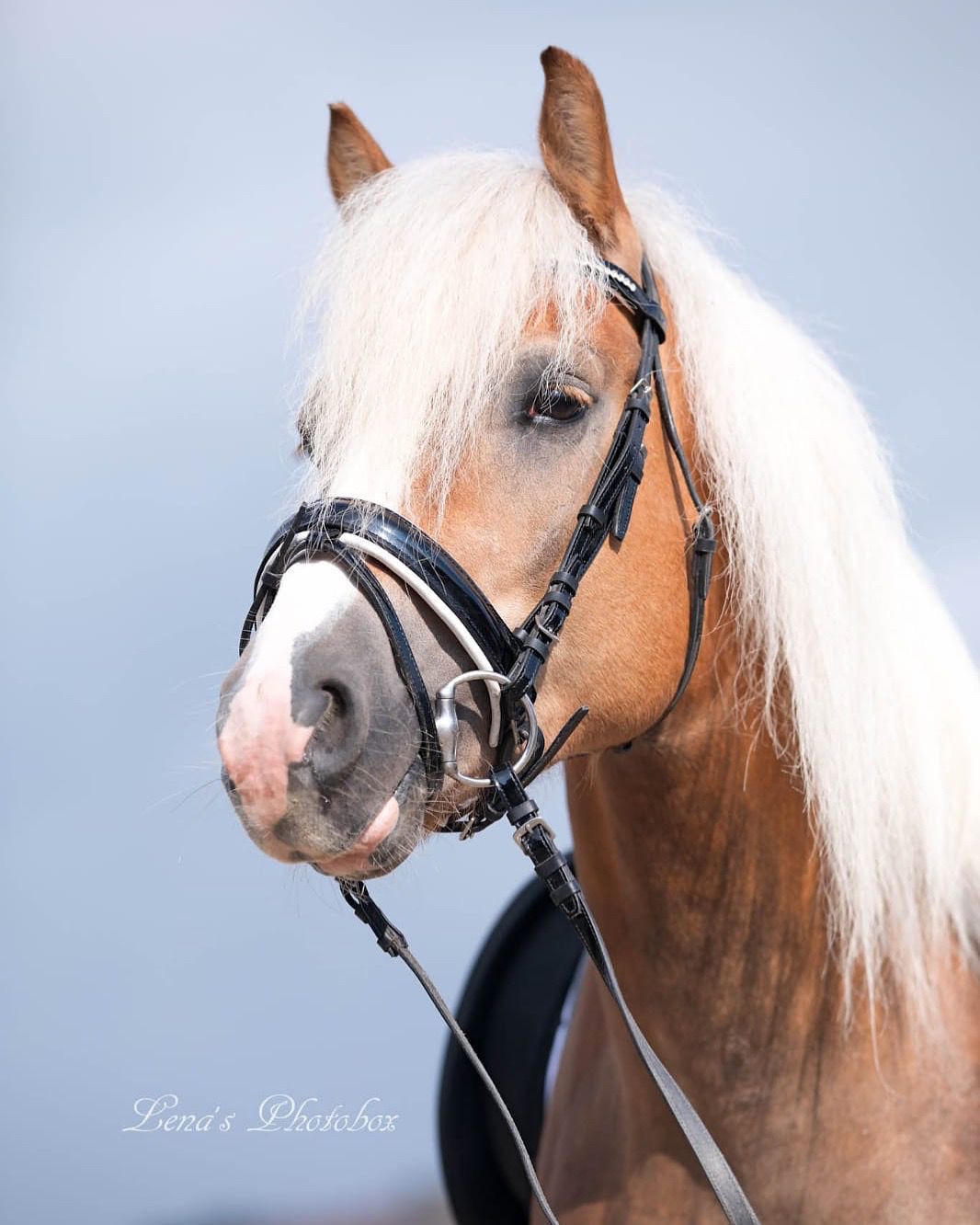 Haflingerhengst Witali_013