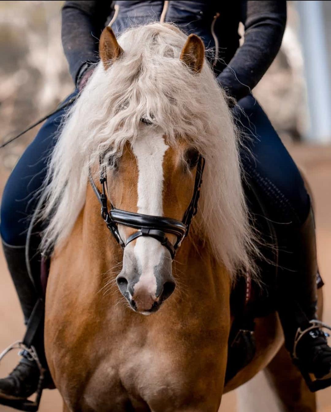 Haflingerhengst Witali_014