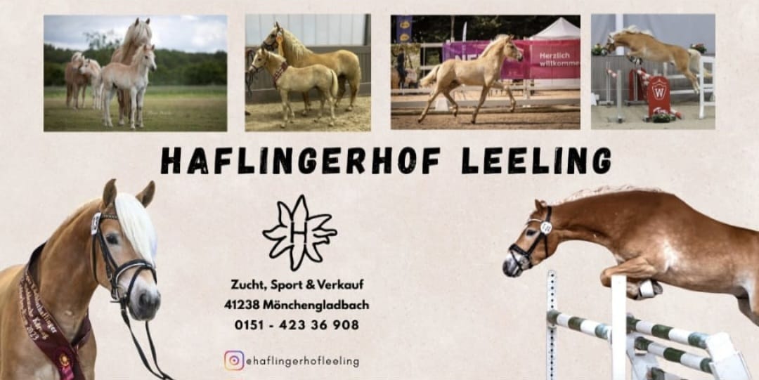 Haflingerhof Leeling_0001