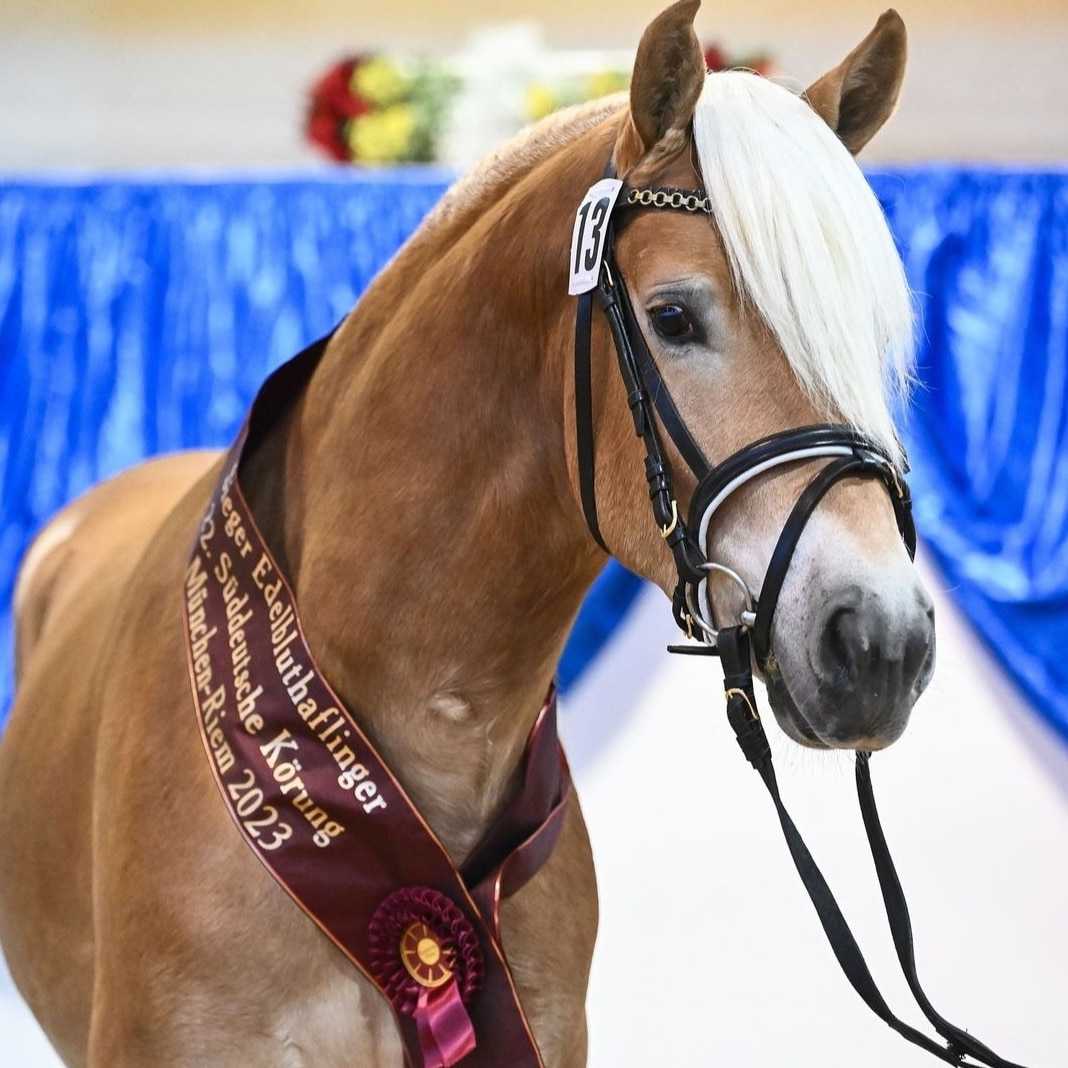 Haflingerhof Leeling_0002