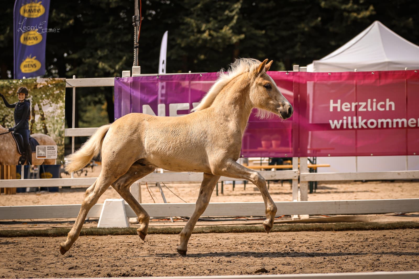 Haflingerhof Leeling_0003