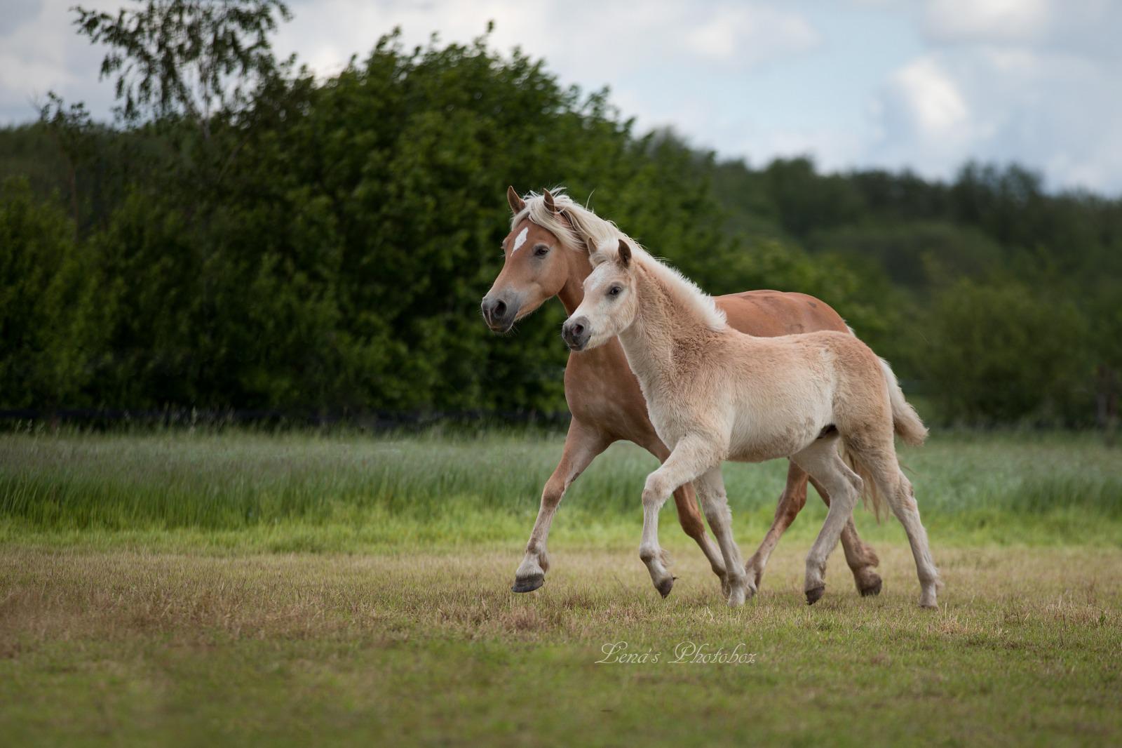 Haflingerhof Leeling_0008
