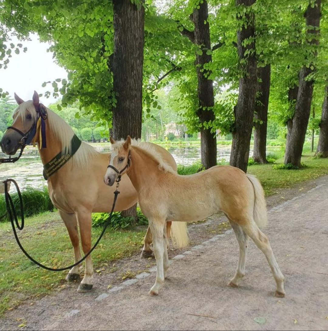 Haflingerhof Leeling_0014