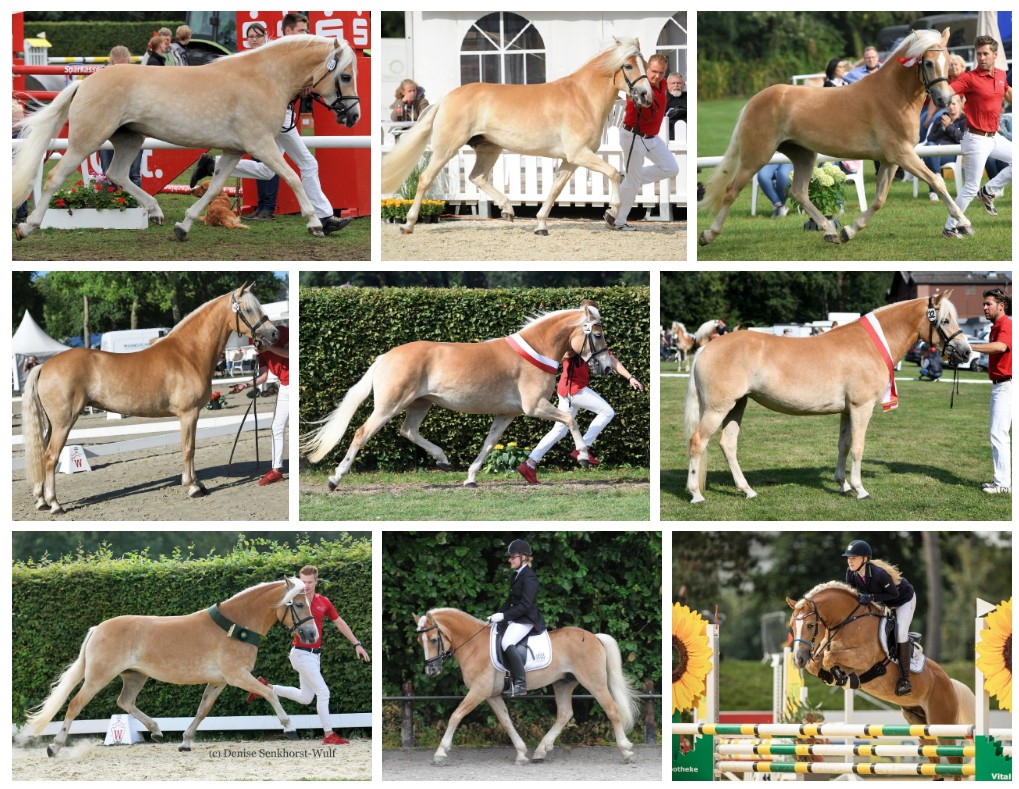 Haflinger Egbert Bispinghoff