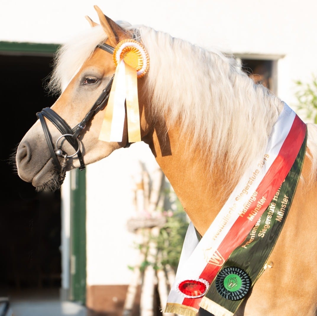 Haflinger und Westfalen Dressurpferde vom Steinhof